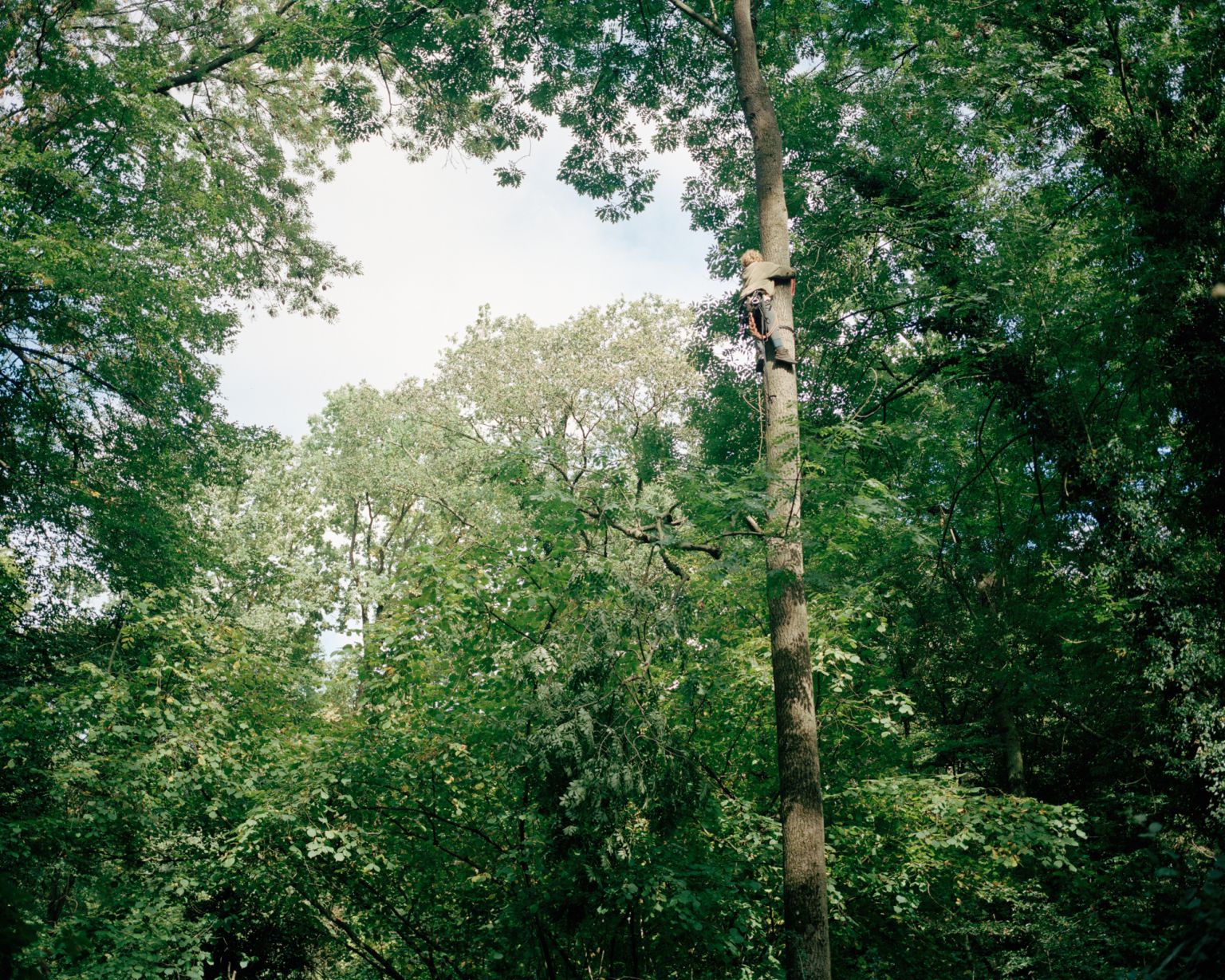 La révolte en haut des arbres