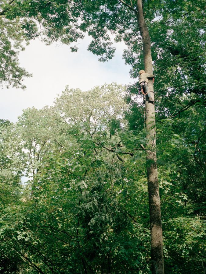 La révolte en haut des arbres