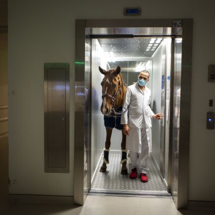 Le cheval qui murmurait à l’oreille des malades