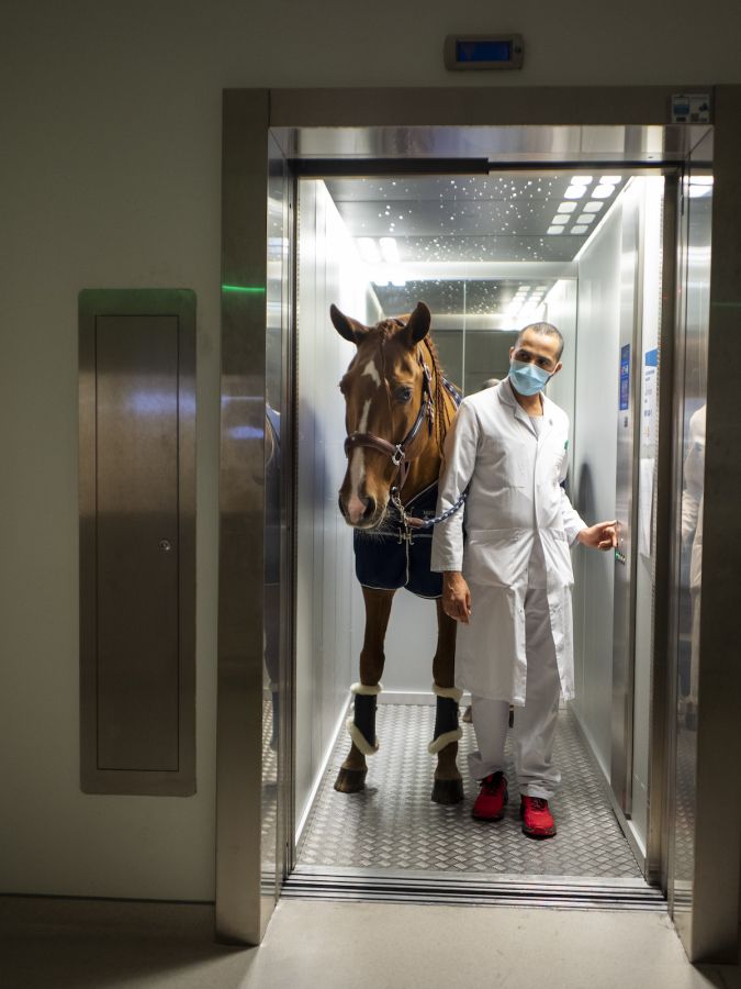 Le cheval qui murmurait à l’oreille des malades