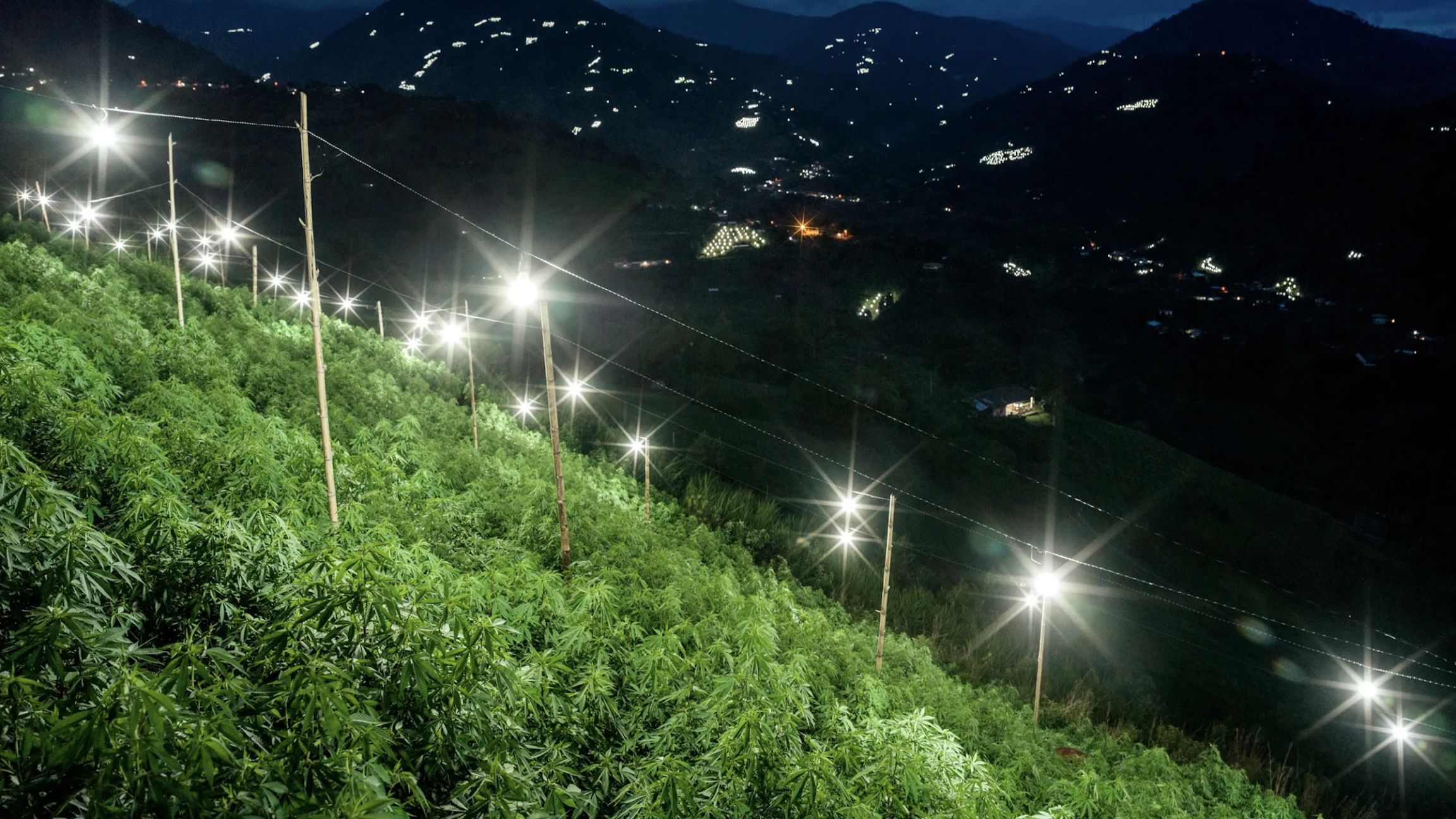 Dans le Cauca, les collines hantées par la coca