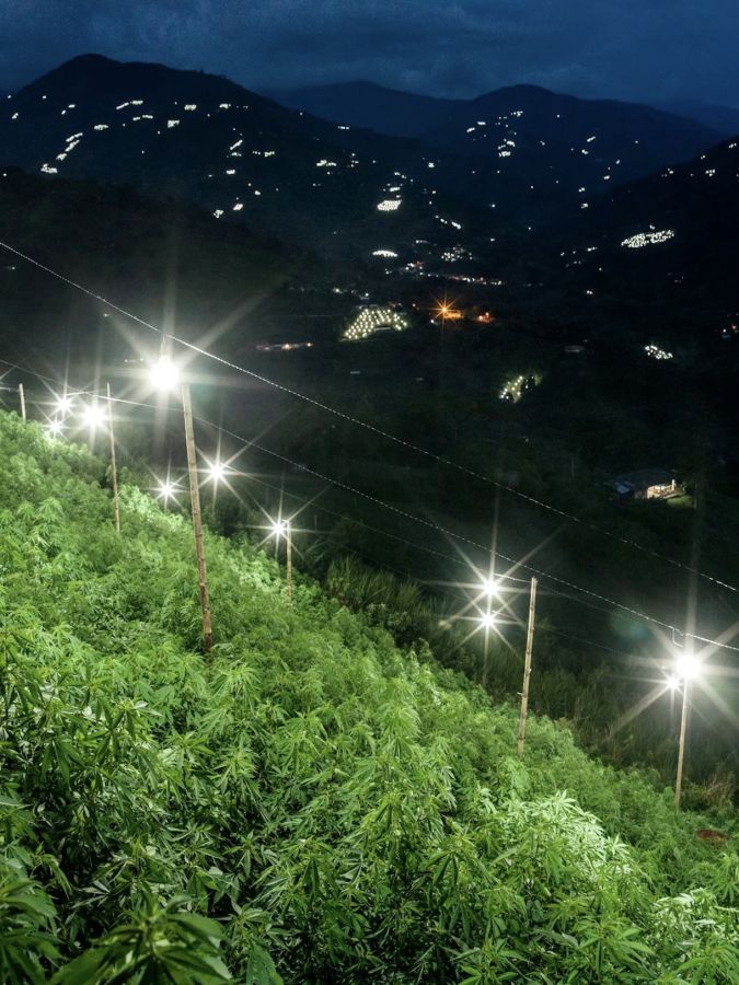 Dans le Cauca, les collines hantées par la coca