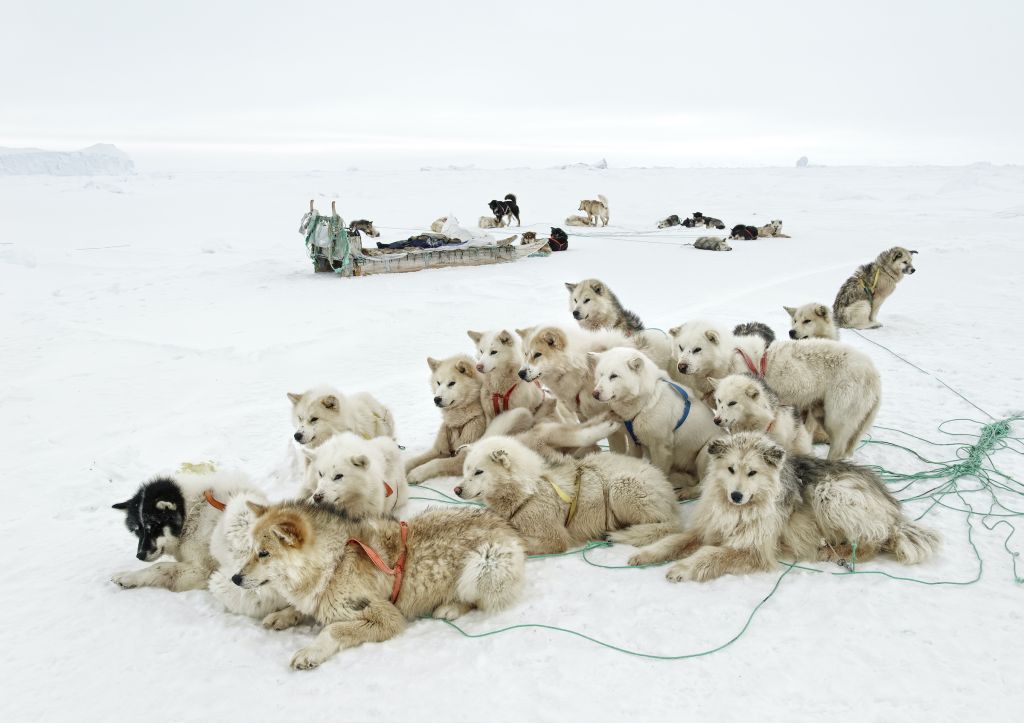 Avec le réchauffement climatique, les zones de chasse accessibles en traîneau depuis Savissivik se réduisent d’année en année, la glace de mer étant moins solide et sa surface moins étendue. Olennguaq possède une vingtaine de chiens de traîneau. Chaque chasseur en a entre dix et vingt, si bien qu’à Savissivik, le nombre de canidés dépasse celui d’humains. 