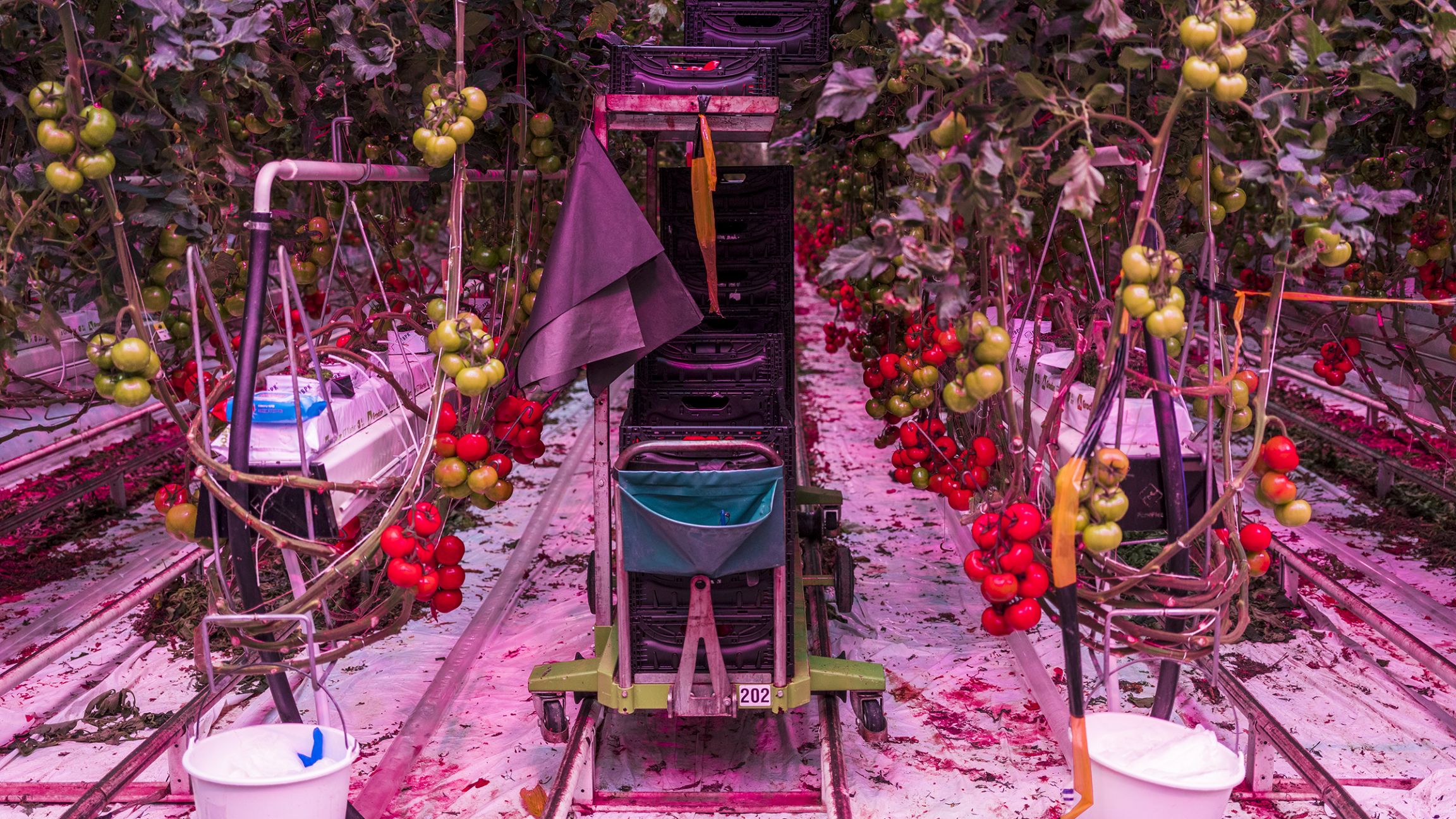 Tomates en lévitation