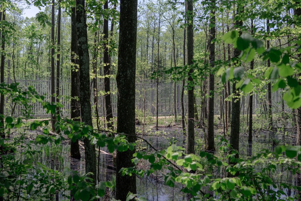 Au milieu de la forêt de Bialowieza, un mur d’acier achevé en 2022 vise à rendre la frontière entre le Bélarus et la Pologne infranchissable. Pasha Kritchko a voulu s’exiler avant que le passage devienne impossible. « Émotionnellement, c’est difficile pour moi de m’approcher autant de mon pays, dans lequel je ne peux plus retourner. J’ai pris cette photo, puis j’ai voulu m’avancer pour en faire une autre. Une militaire polonaise m’a hurlé dessus, m’intimant l’ordre de rebrousser chemin. Quand elle s’est rendue compte que j’étais biélorusse, elle m’a menacé de me faire repasser la frontière dans l’autre sens. » Trois semaines plus tard, en juin 2024, la Pologne a rétabli une zone d’exclusion en différents points de la frontière, où personne ne peut se rendre, pas même les humanitaires ou les journalistes.