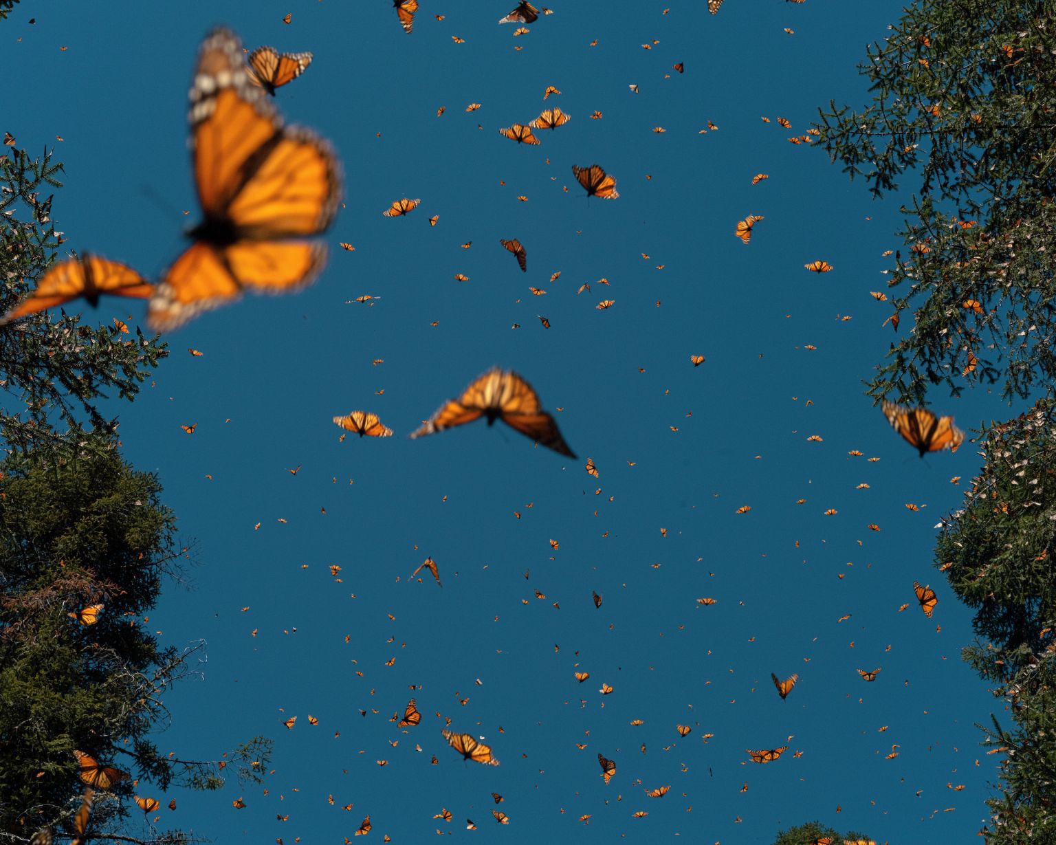 Fin de règne pour le papillon monarque