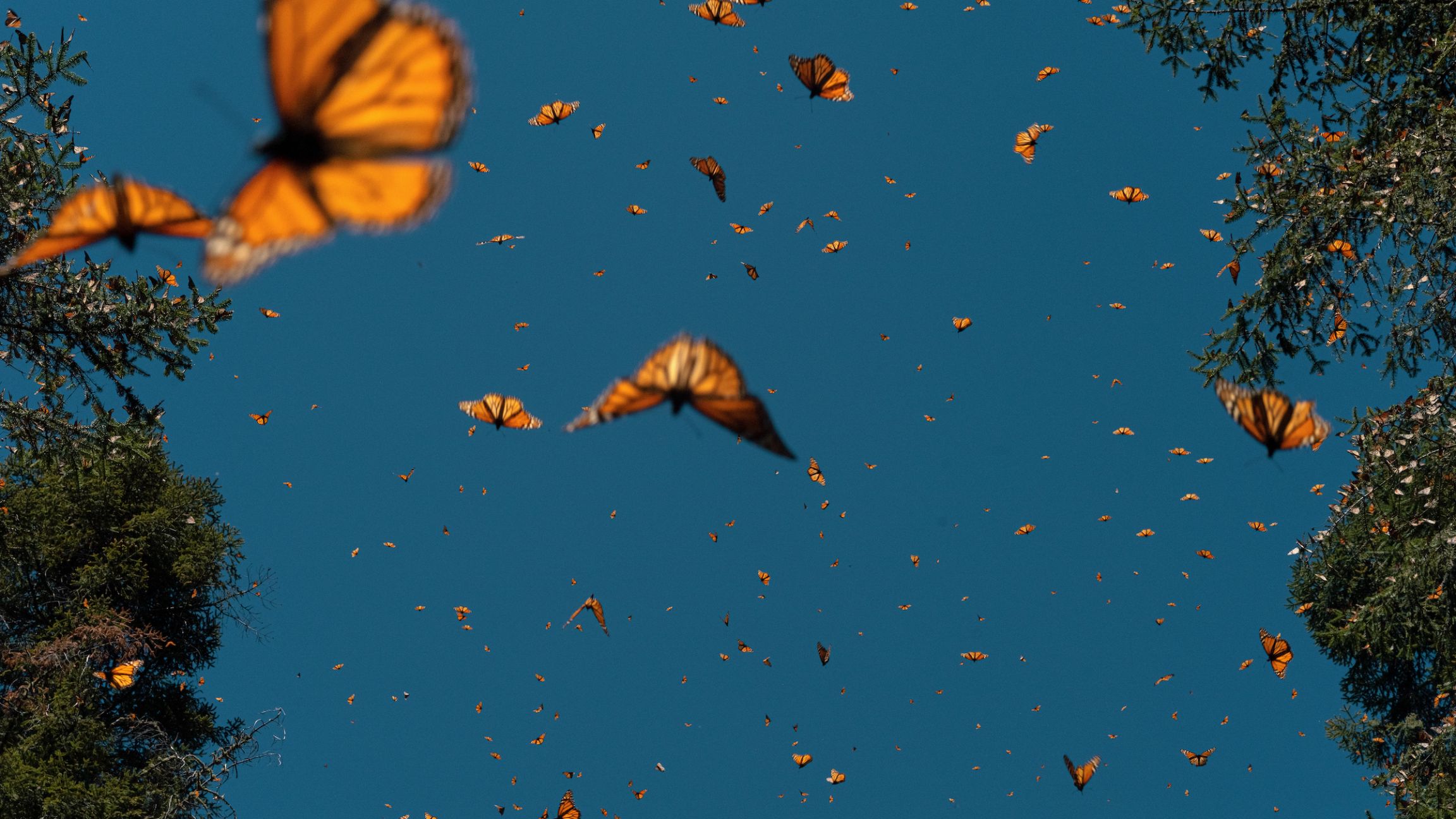 Fin de règne pour le papillon monarque