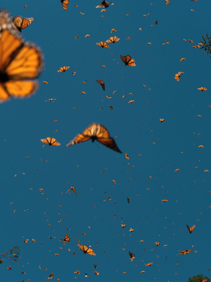 Fin de règne pour le papillon monarque