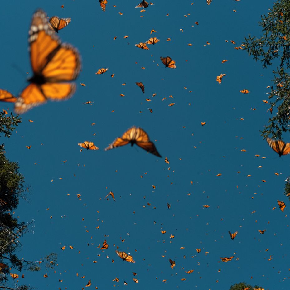 Fin de règne pour le papillon monarque