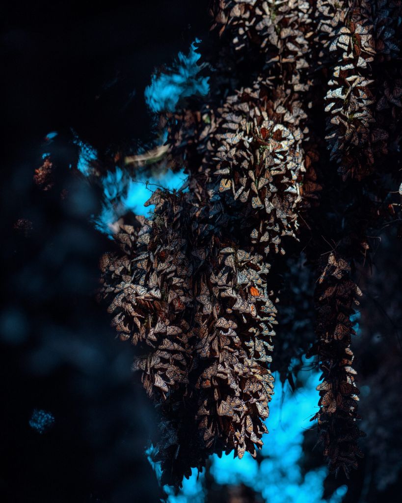 À partir de novembre, les monarques hivernent en colonies sur les branches des oyamels, conifères endémiques de cette région du Mexique. Ces forêts de pin, très denses, fournissent aux papillons l’ombre dont ils ont besoin pour conserver leur réserve de graisse. La région alimente en eau de nombreuses municipalités de l’État de Mexico et de la mégalopole.