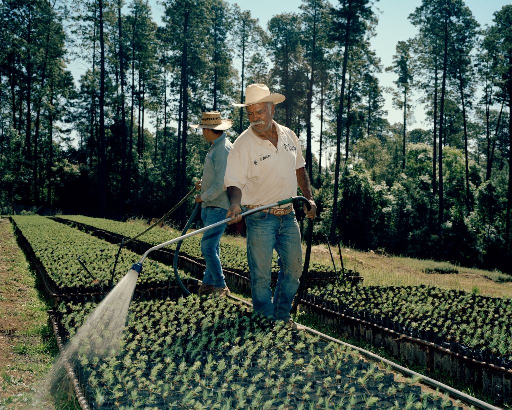 La population de monarques a longtemps été affectée par les coupes de bois illégales, une pratique des communautés locales, enrayée par le programme contre la déforestation. Ainsi, le nombre d’hectares de la réserve concernés par ces coupes est passé de 480 entre 2003 et 2005 à une dizaine entre 2018 et 2020. Des activités durables ont été mises en place pour les habitants, traditionnellement dépendants des mines de fer, d’argent ou de cuivre – aujourd’hui épuisées. Une dizaine de pépinières d’oyamels, pourvoyeuses d’emplois, ont ainsi vu le jour, comme ici près de Donato Guerra dans l’État de Mexico.