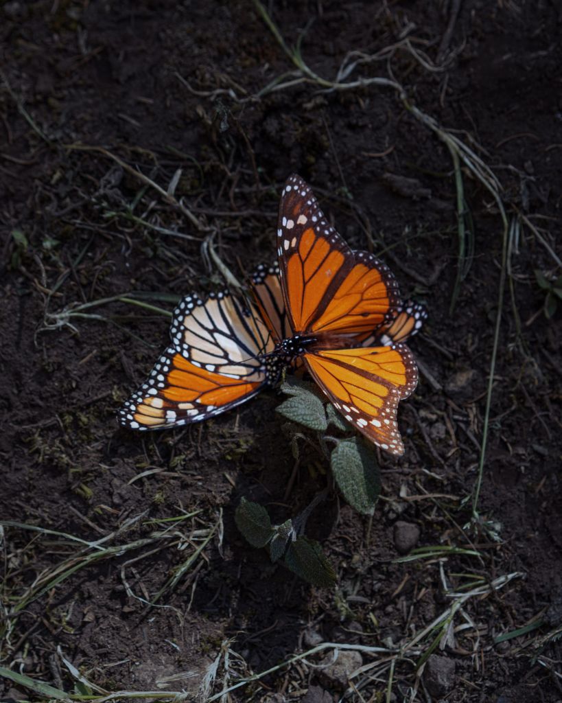 Les monarques sont aussi des victimes collatérales du réchauffement climatique – parasites, températures élevées, sécheresse, etc. En mars 2016, une violente tempête a décimé 22 000 pins de la réserve.