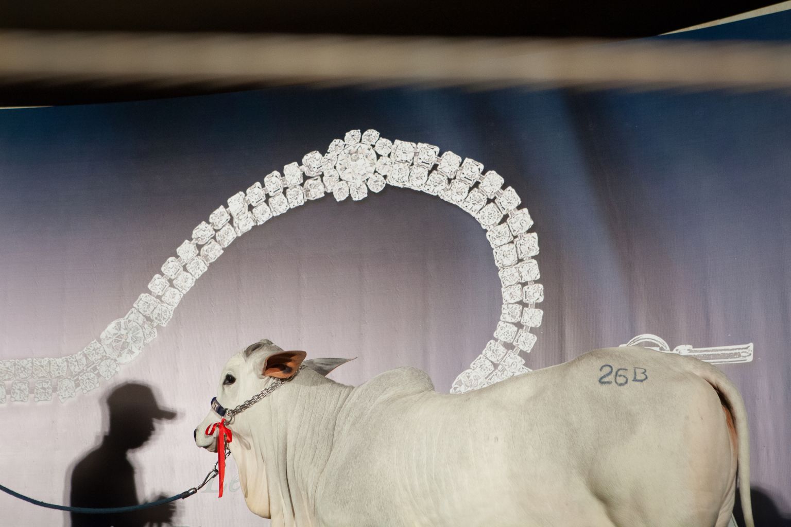 Au Brésil, les enragés de la vache