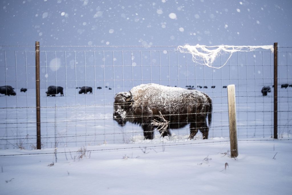 bison sous la neige