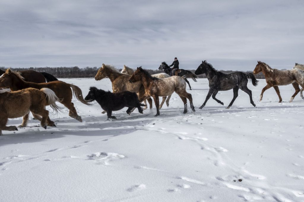 chevaux dans un ranch amérindien