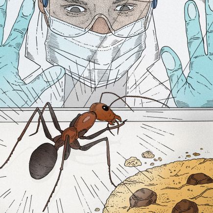 dessin d’un chercheur observant une fourmi
