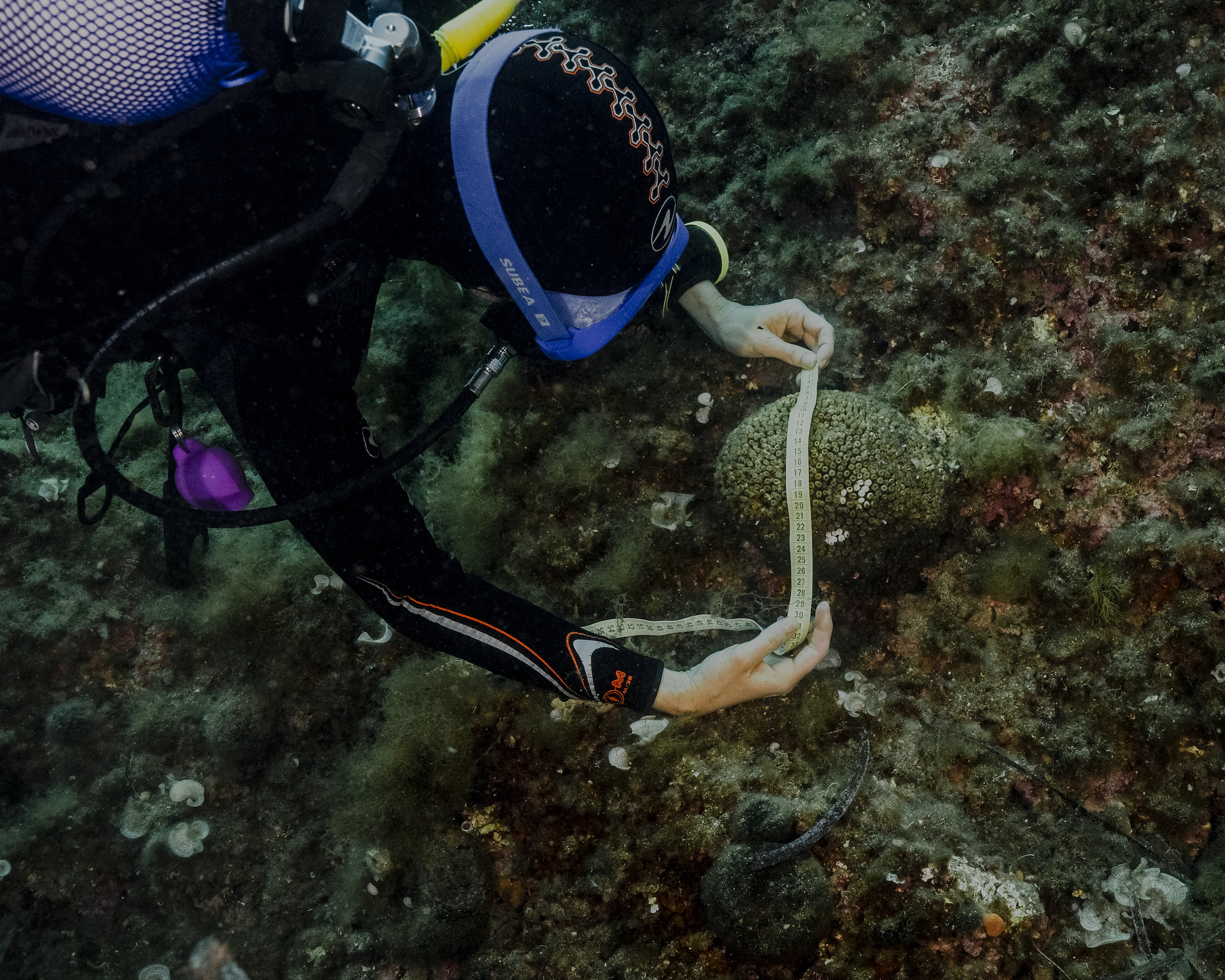 sous l'eau, une plongeuse mesure des coraux abîmés par la canicule