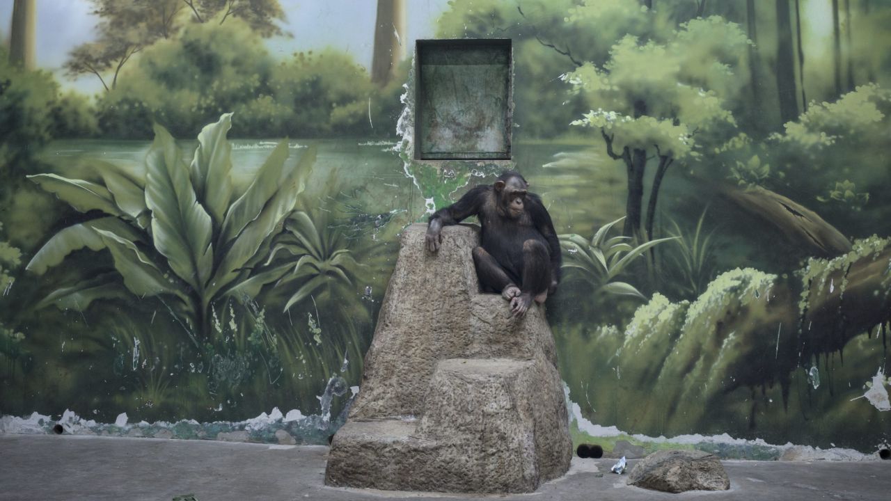 un chimpanzé devant un mur peint