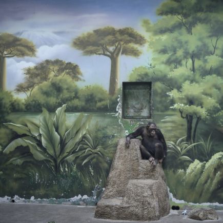 un chimpanz&eacute; devant un mur peint