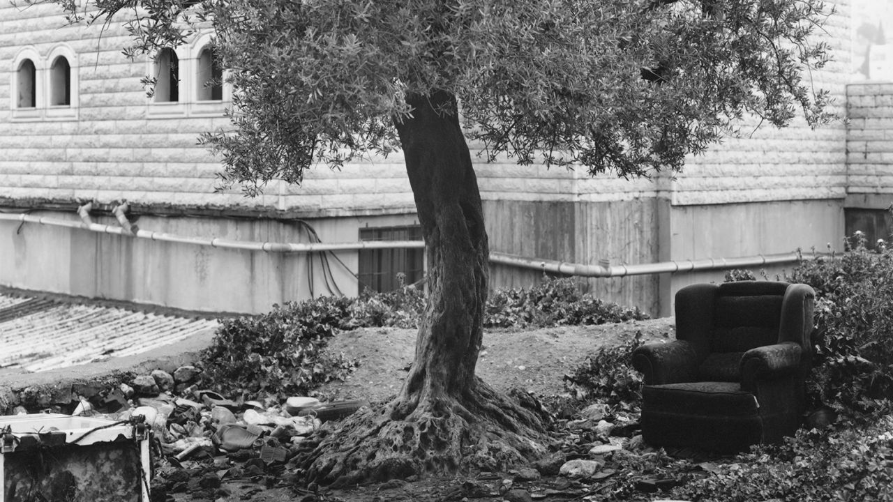 un olivier devant un bâtiment abandonné