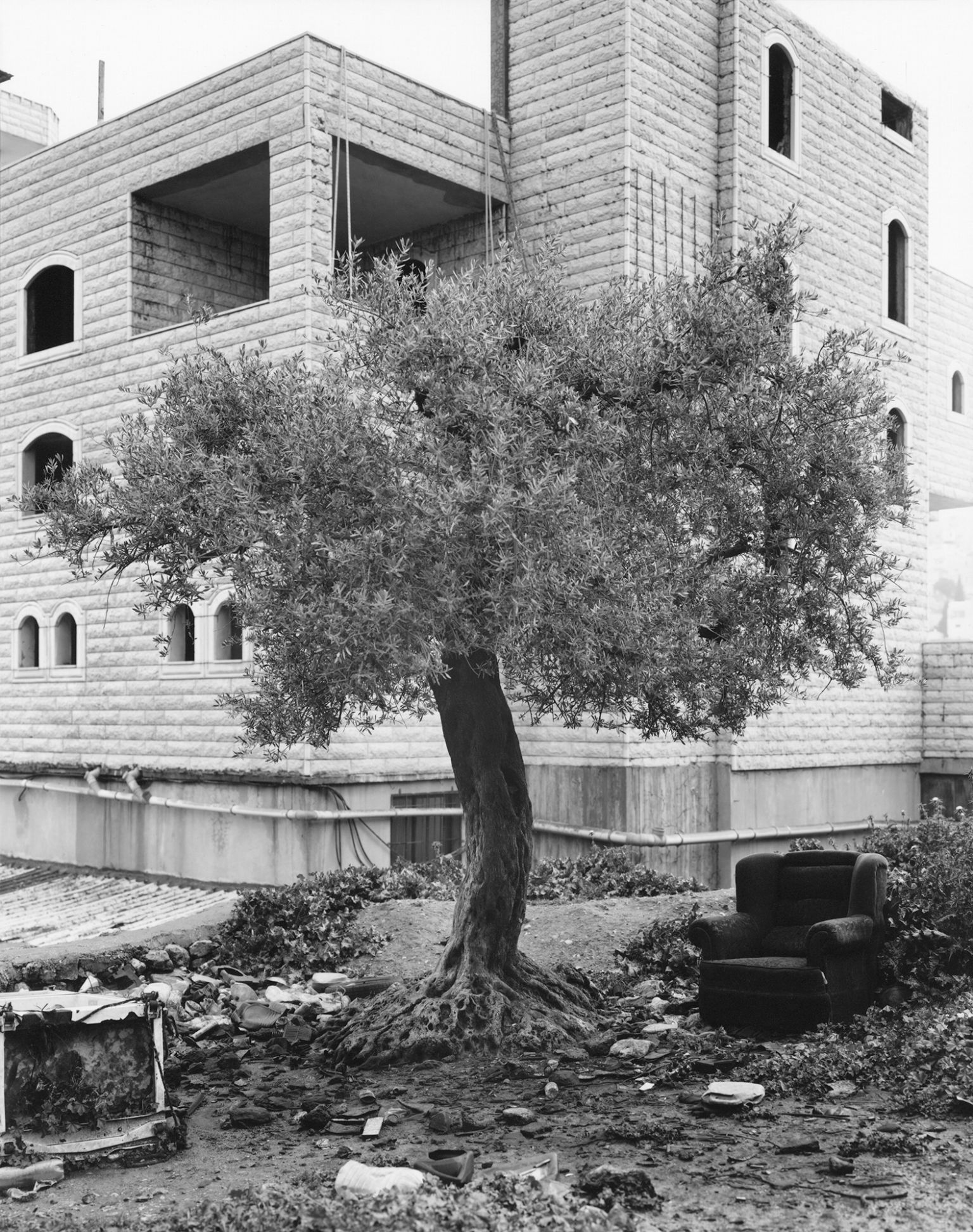 Les oliviers, totems des déchirures israélo-palestiniennes