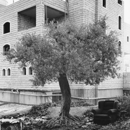 un olivier devant un bâtiment abandonné