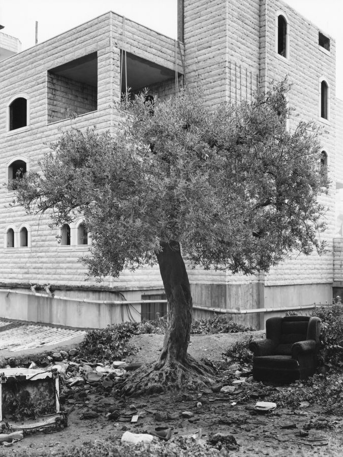 Les oliviers, totems des déchirures israélo-palestiniennes