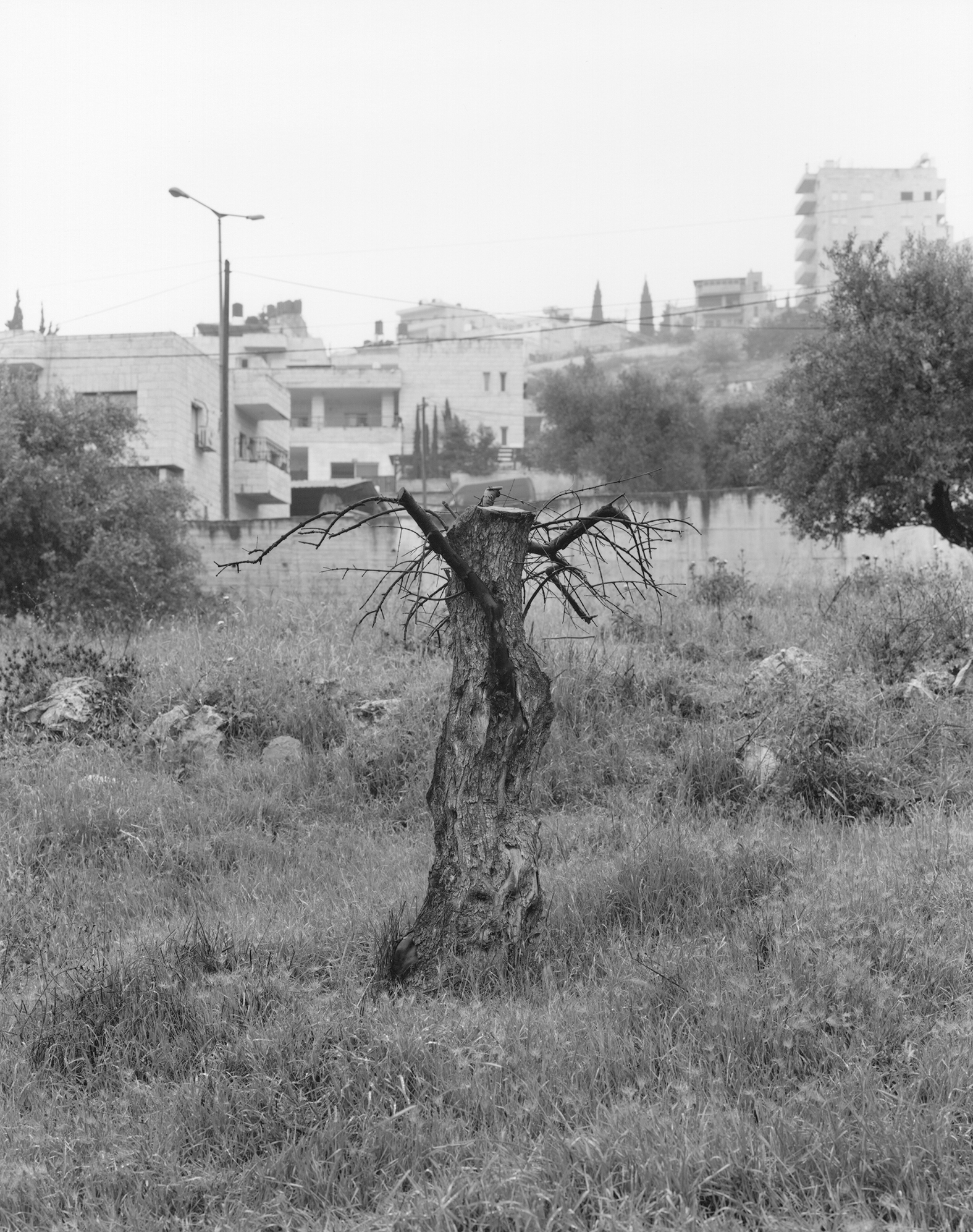 un olivier sur fond de ville