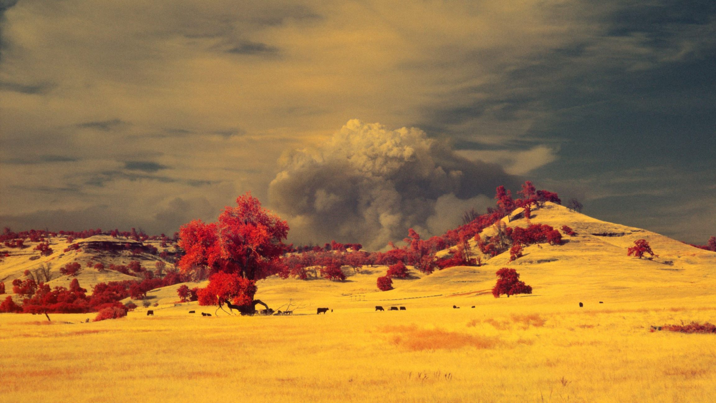 Paradise dans les flammes de l’enfer