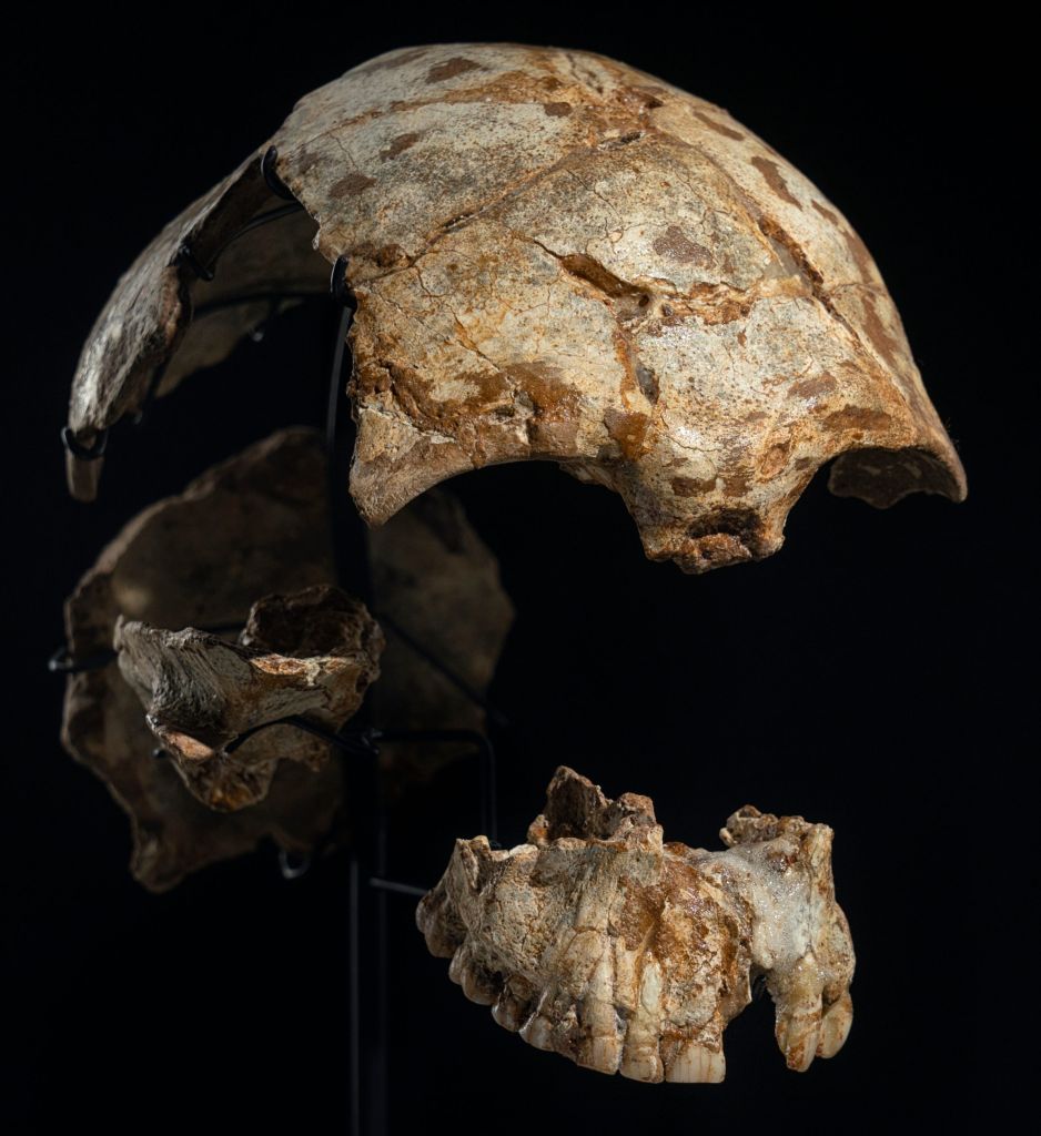 fragments d'un crâne de femme d'Homo sapiens