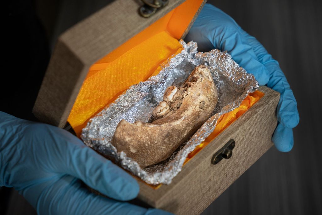 mâchoire inférieure d'un homme de Denisova