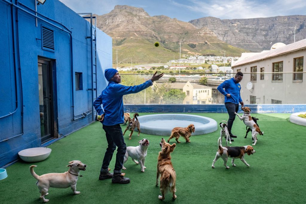 chiens jouant avec des hommes autour d'une piscine en terrasse