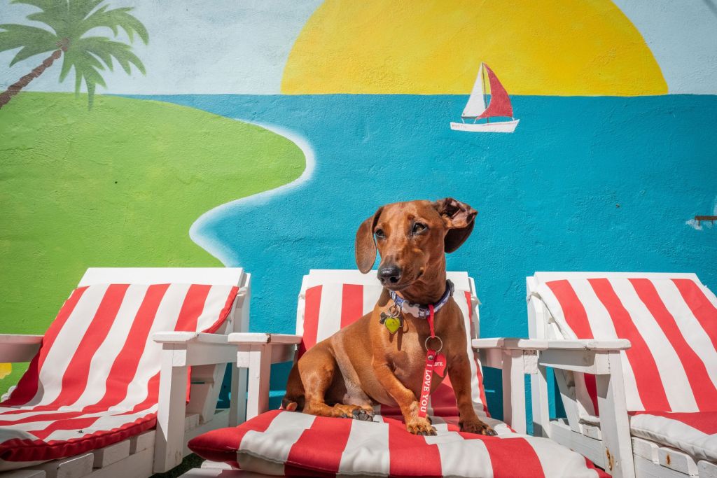 chien sur un transat miniature