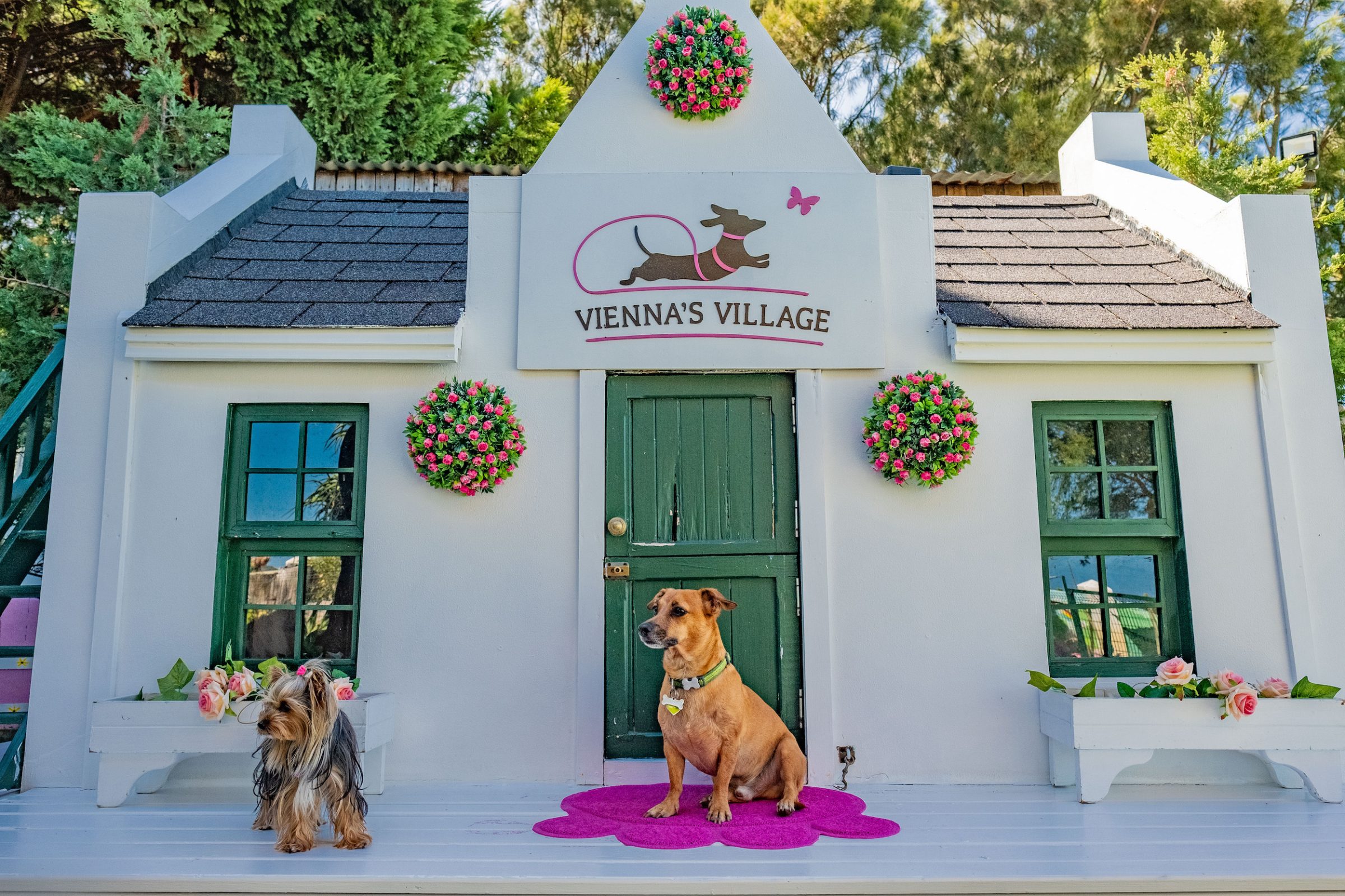 chiens devant une maison miniature