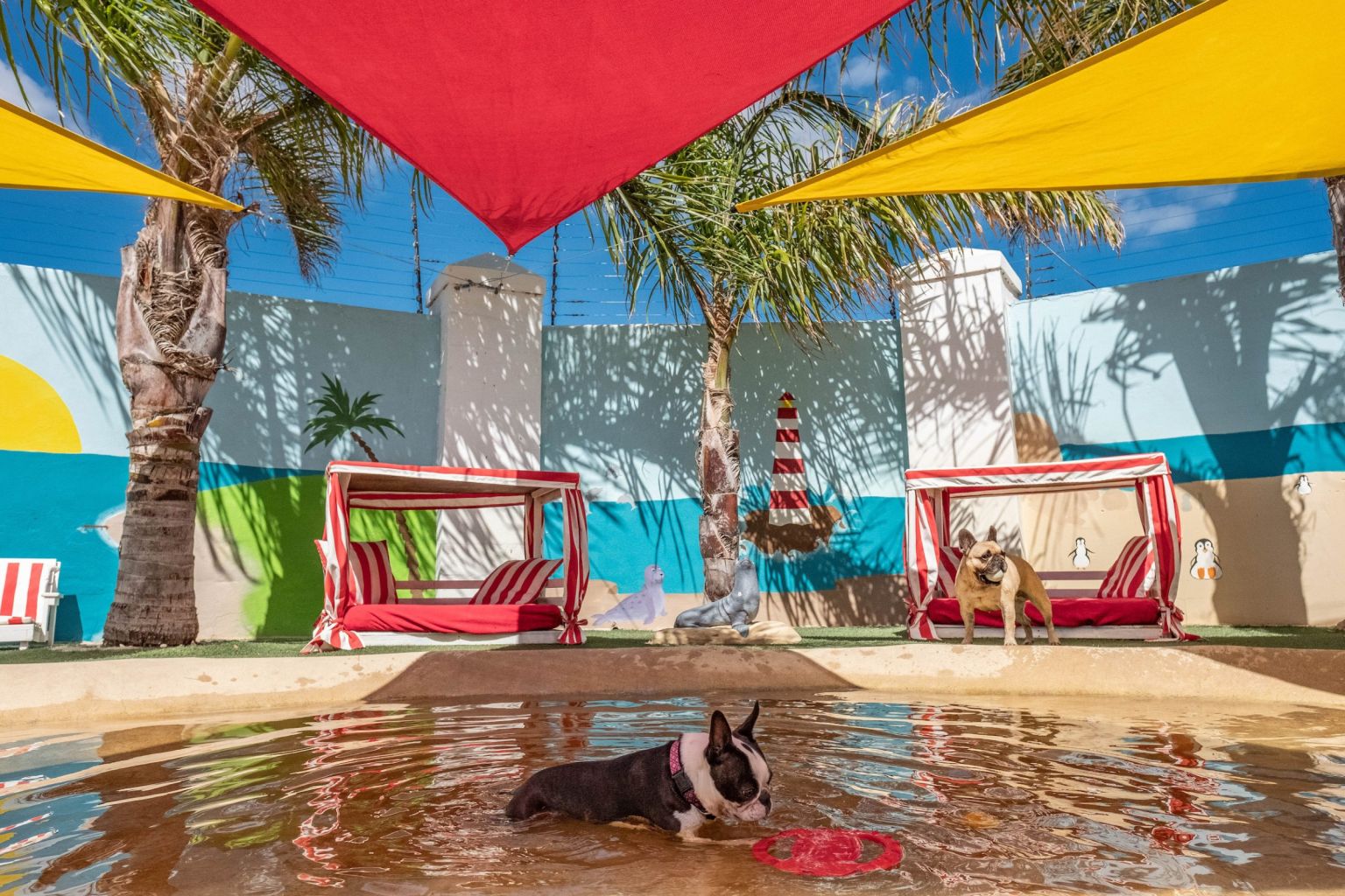 chien dans une piscine