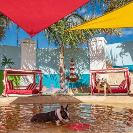 chien dans une piscine