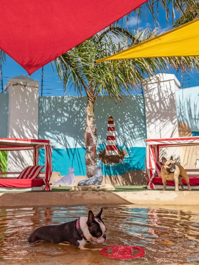 chien dans une piscine
