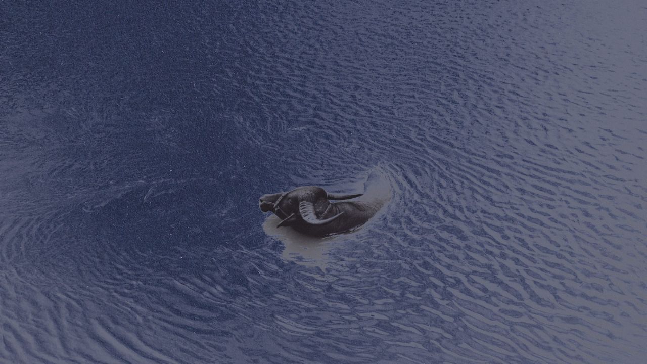 bovidé nageant dans un fleuve