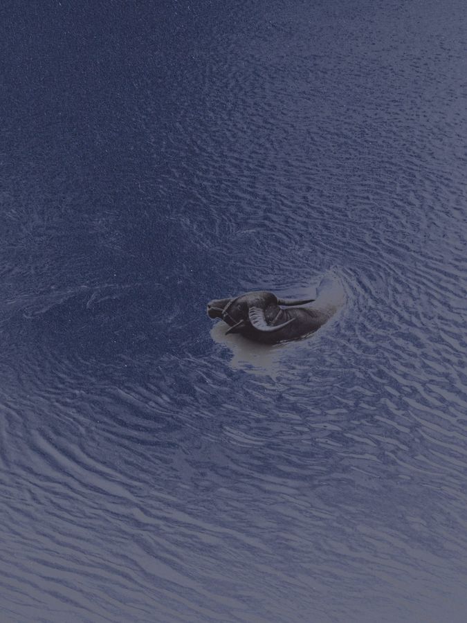 bovidé nageant dans un fleuve