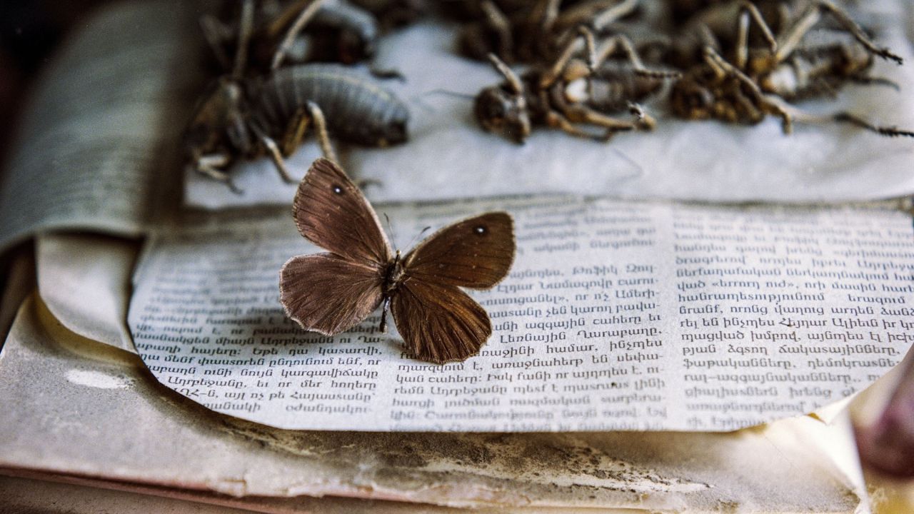 Satyrus effendi sur une feuille de journal