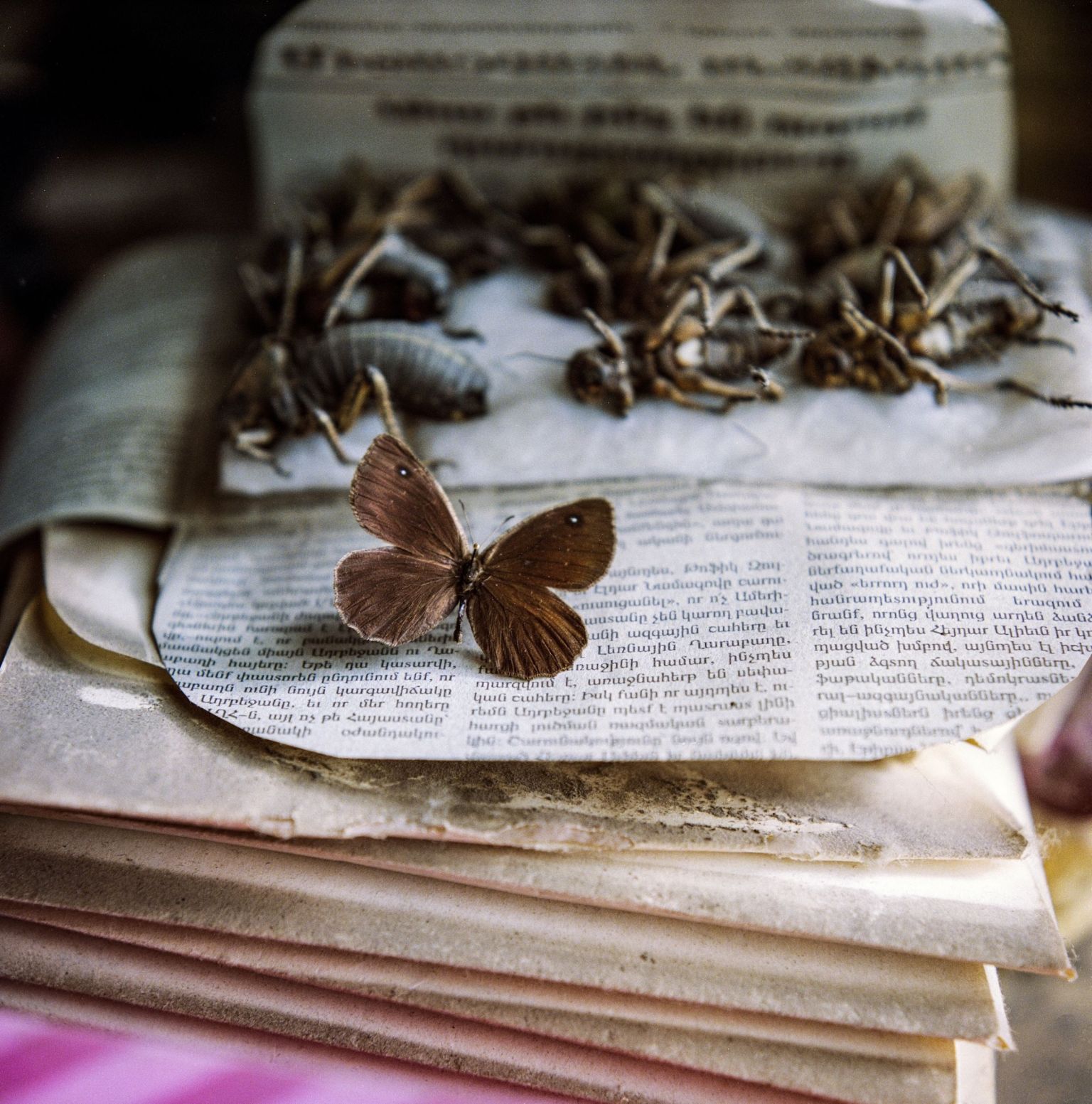 Satyrus effendi sur une feuille de journal