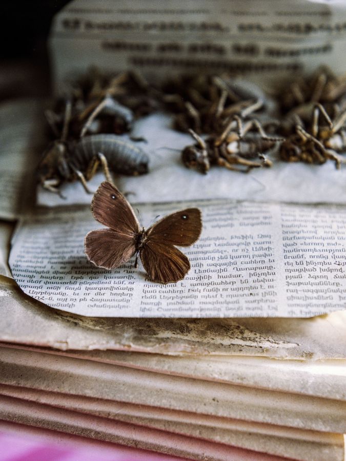 Satyrus effendi sur une feuille de journal