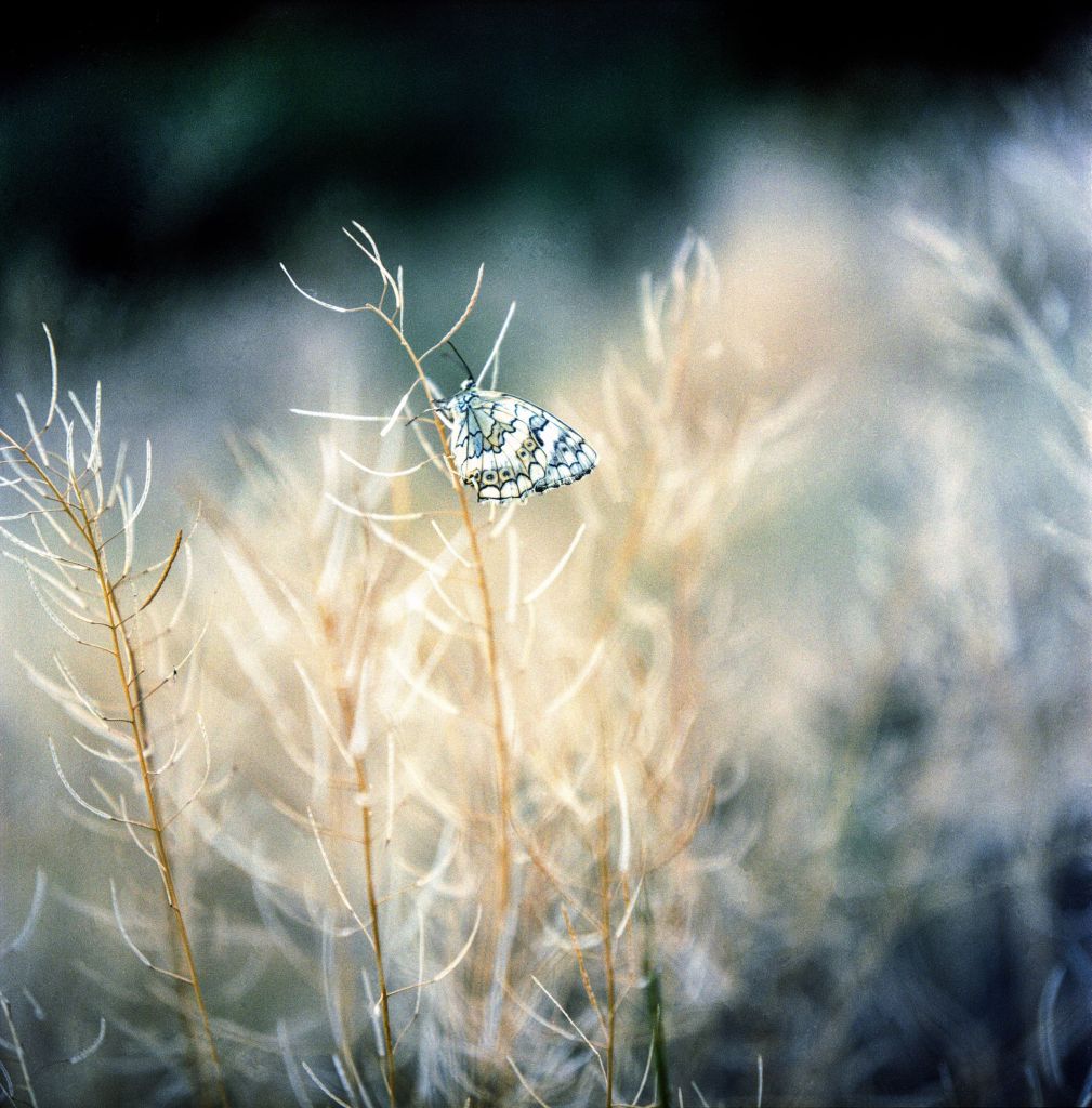 Papillon blanc, tacheté de nuances de jaune, de vert et de gris, posé sur une brindille