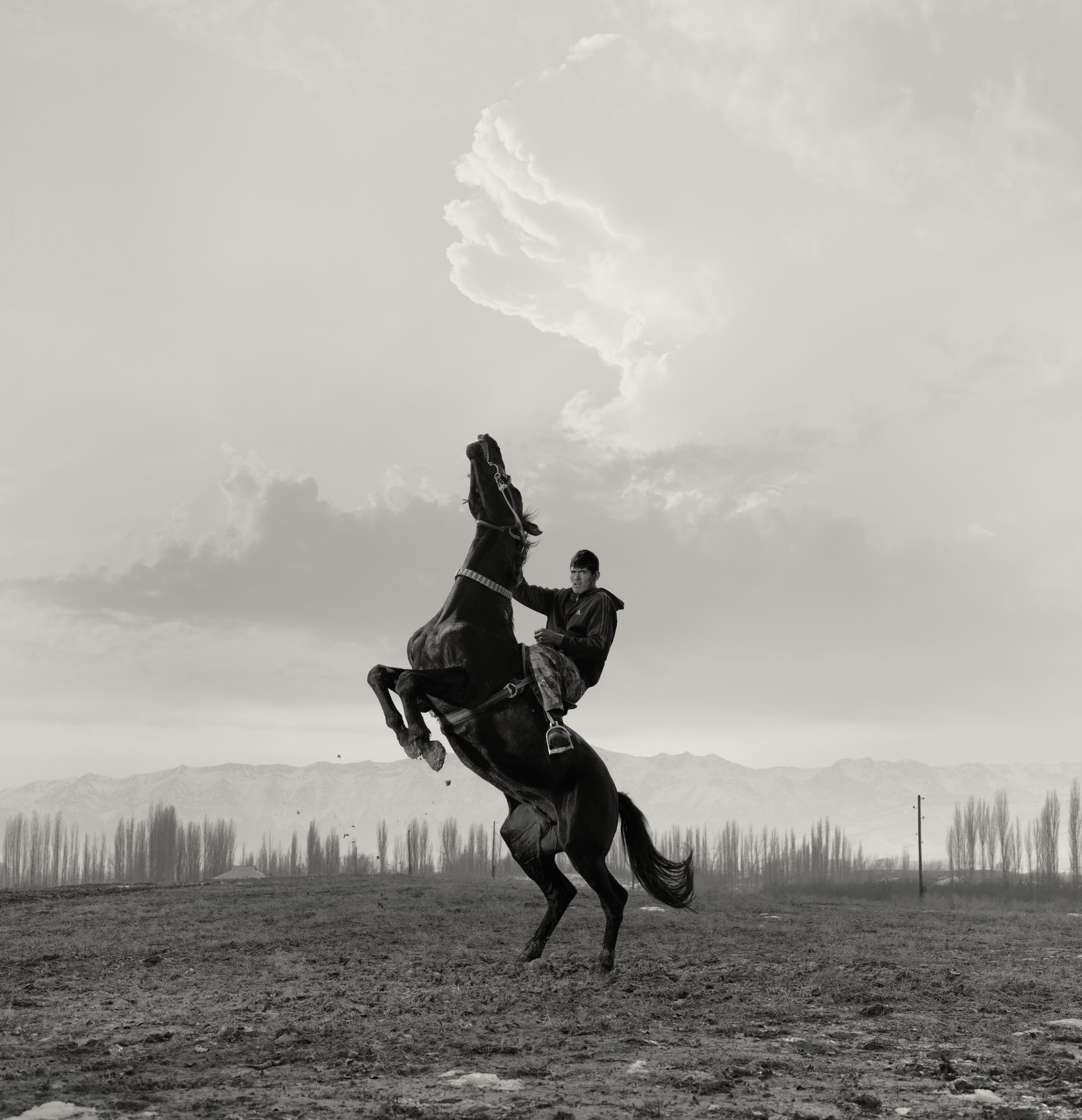 cavalier sur un cheval cabr&eacute;