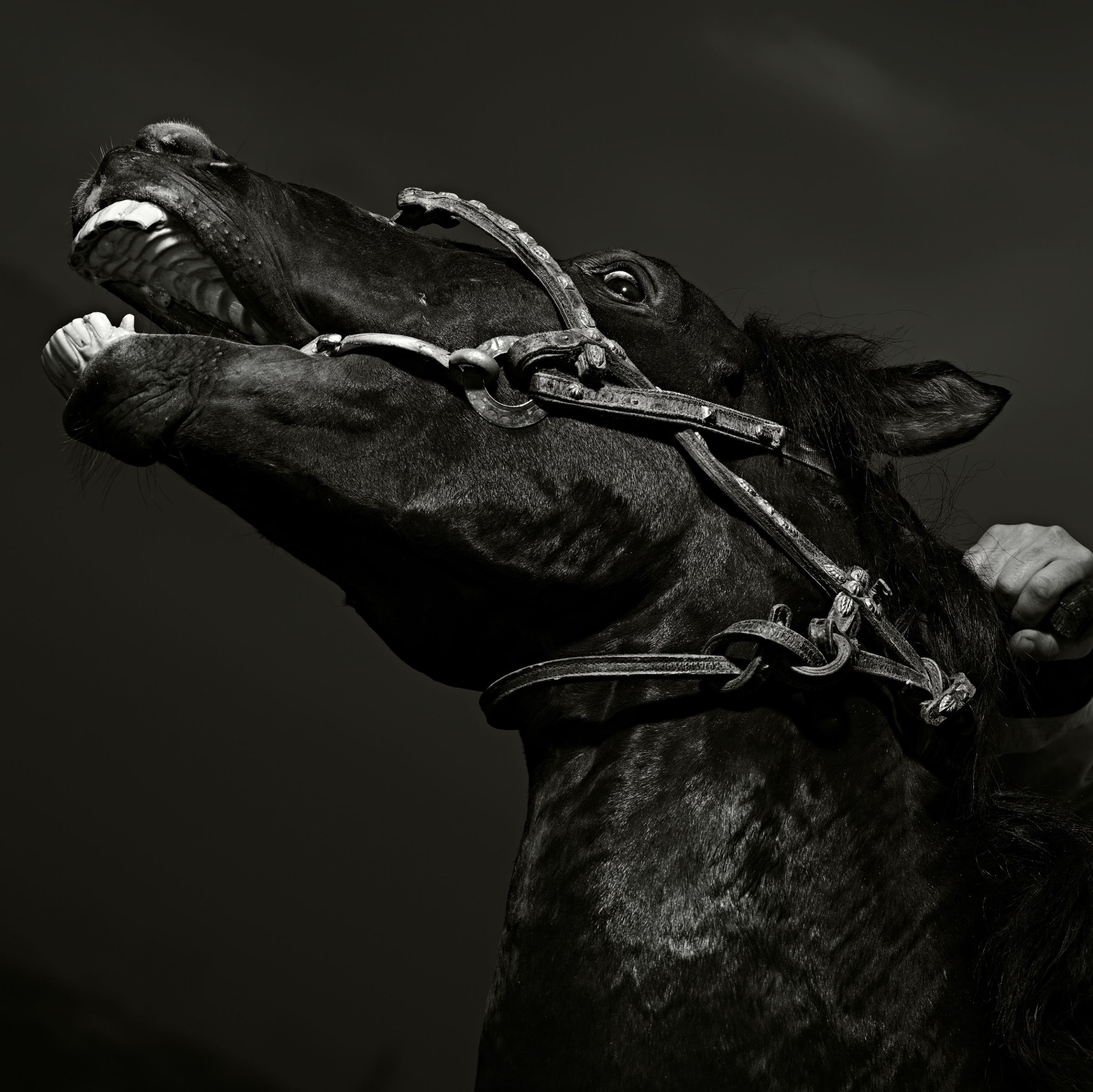 gros plan de cheval