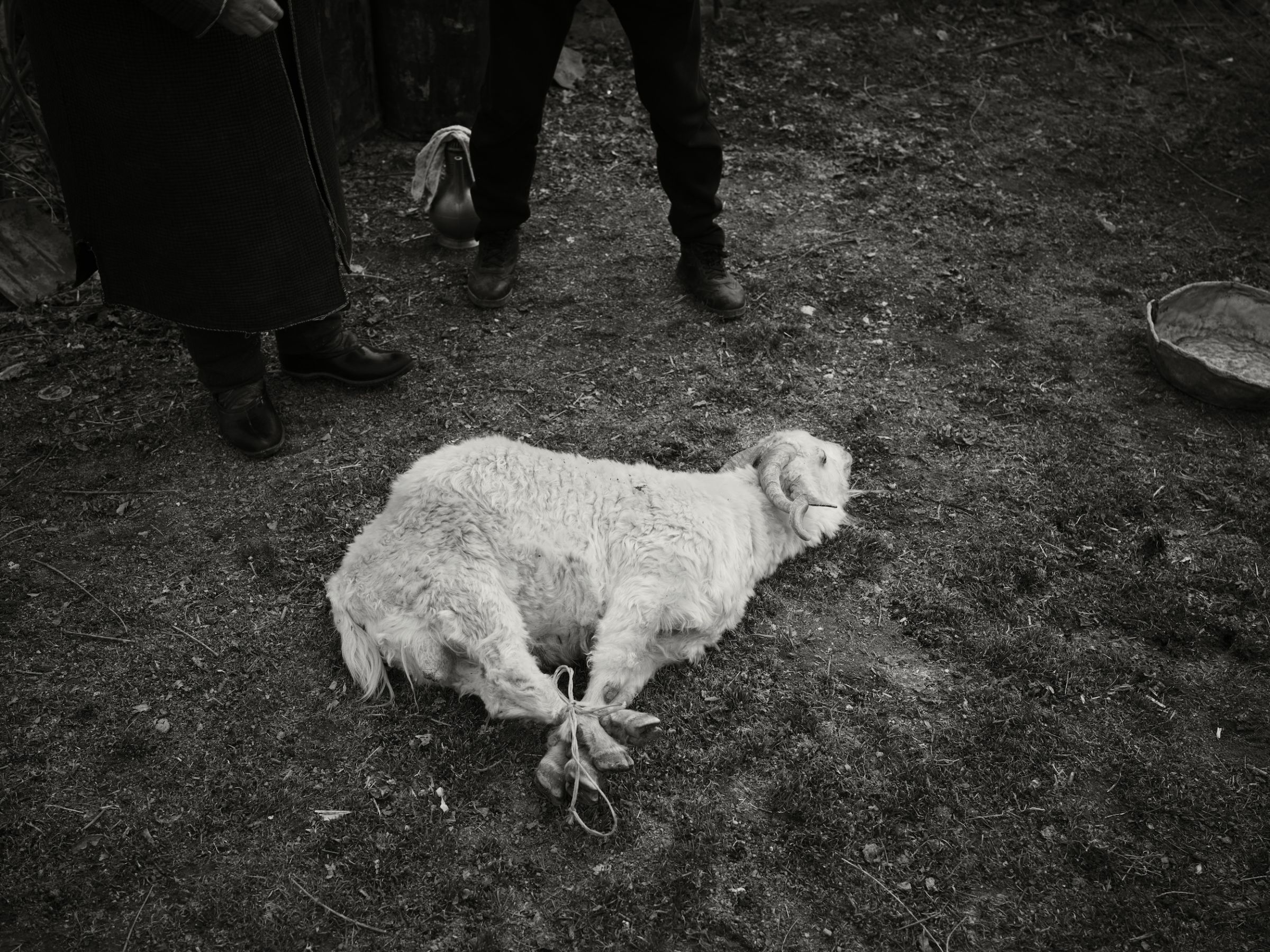 le bouc