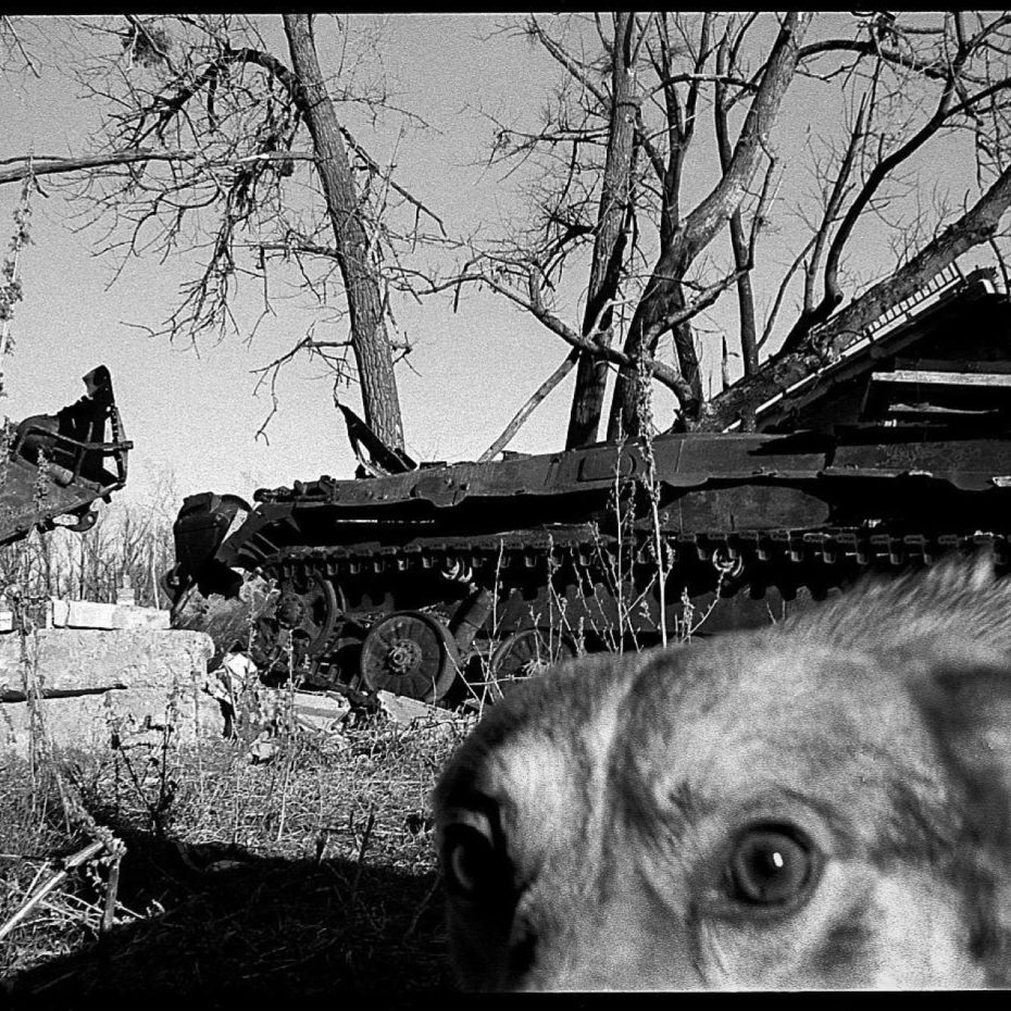 Dans le Donbass, une vie de chien