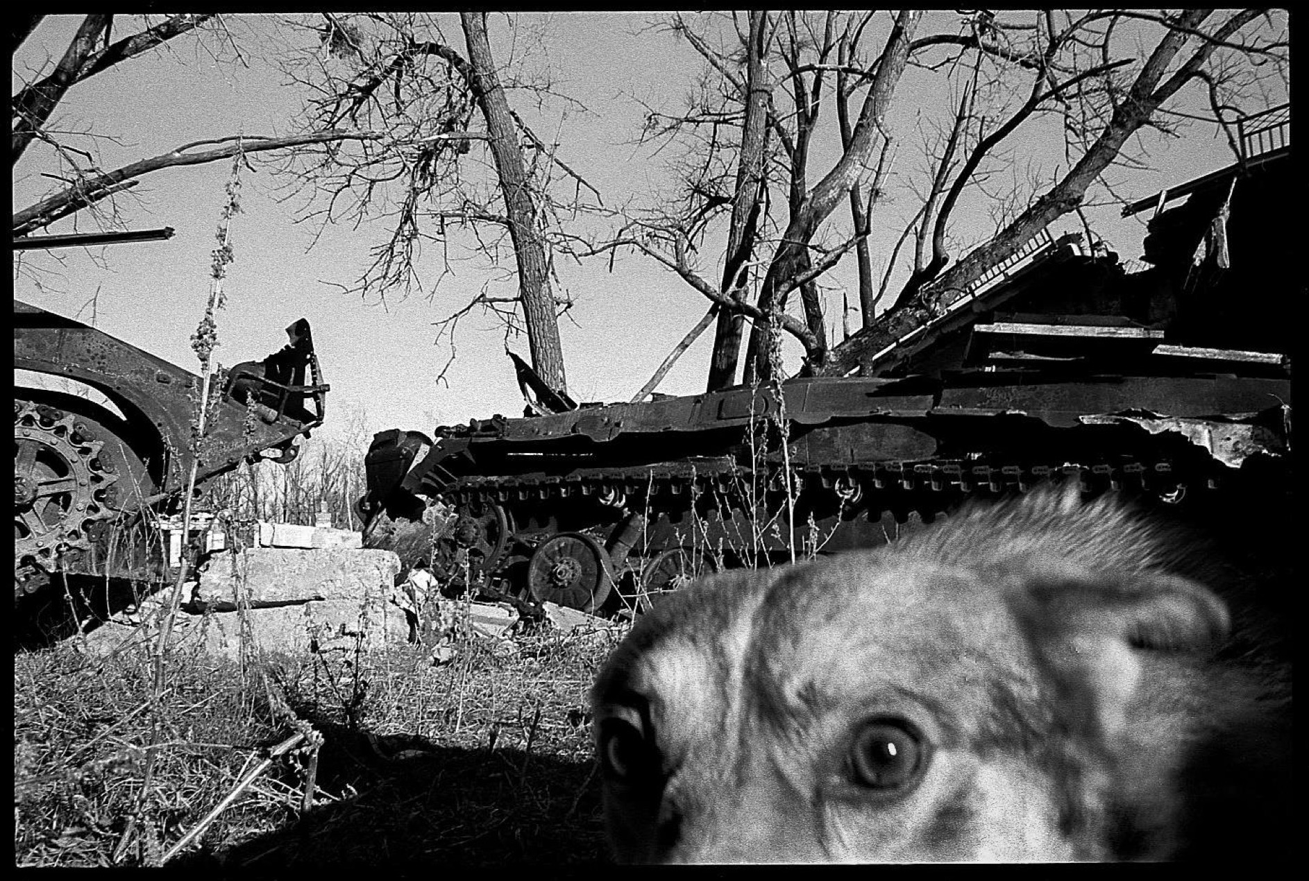 Dans le Donbass, une vie de chien